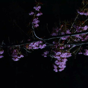 美女光溜溜图片视频素材
